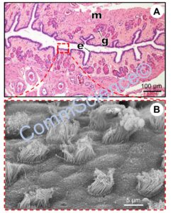 Microscopia